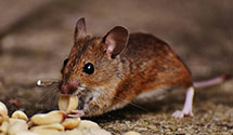 24 Hour & Emergency Exterminators in Auburn Twp, OH
